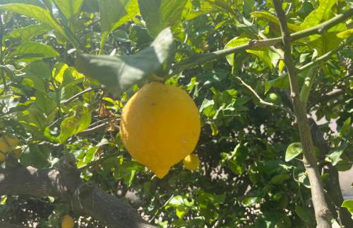 Nespolilla - Foto 10