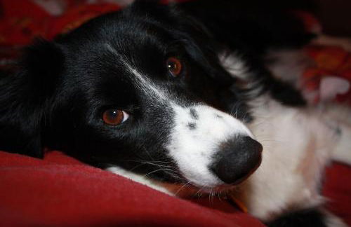 Hof Görrespesch-Ferien im Herzen der Schneifel - Foto 13