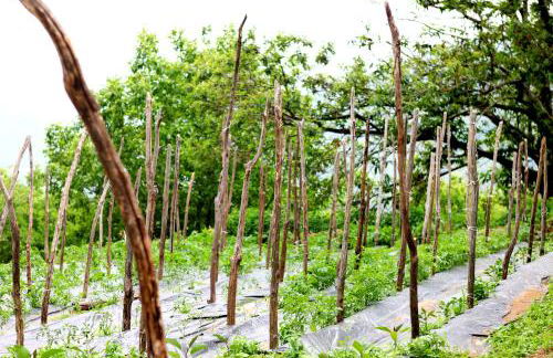 Agriturismo Il Raduno - Foto 99