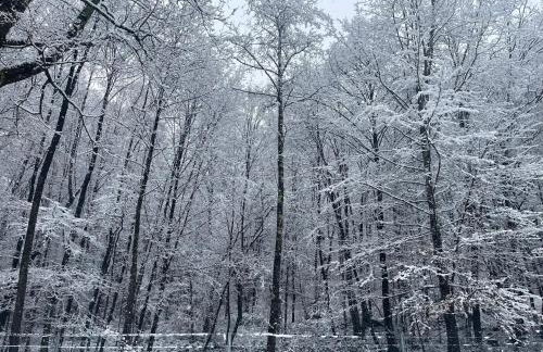 Ranch Falcone - Foto 47