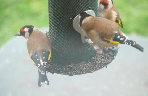 Gilberts End Farm - Foto 24