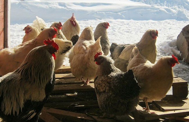 6 Person Holiday Home in Hamnvik - Foto 18