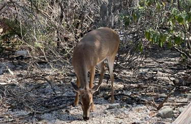 Star Room at Barnacle Resort - Foto 7