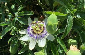 Villa Playa San Juan - Foto 25