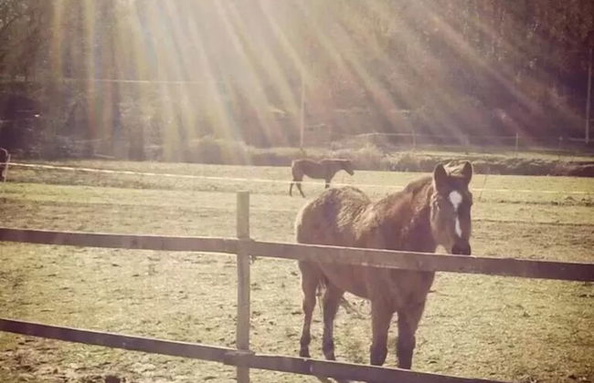 Agriturismo Campo al Sole - Foto 8