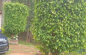 Sítio Vô Nono - Foto 19