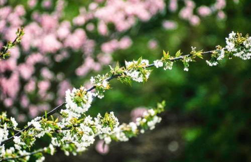 Apartment Perle-Lollipop by Interhome - Foto 20