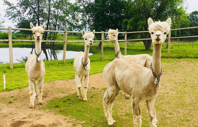 Wine Suite at Rellik House. Winery & Alpaca Farm - Foto 12