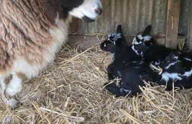 Little Barn - Foto 53