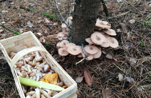 Serce Puszczy Wiartel - Foto 20