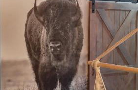 Zagroda w Puszczy - Photo 30