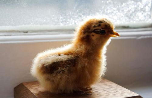 Charming Tudor riverside house - Foto 34