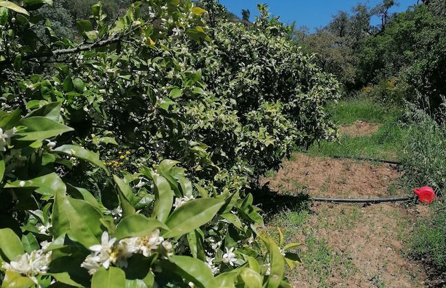 The Farm, Maria Serrao Aljezur - Foto 19