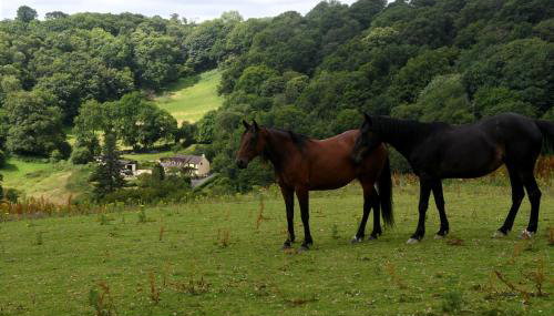 Ty Twt - complete holiday home - Foto 5