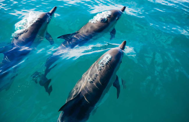 Avistamiento de delfines en Sotogrande - Foto 3