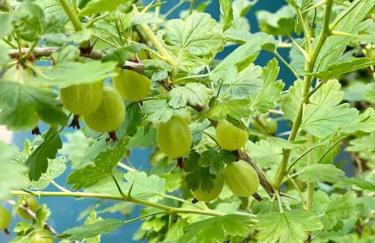 Rhubarb Retreat - Stylish House, Sleeps 5, 10 mins to Durham City & Parking & Garden - Foto 44