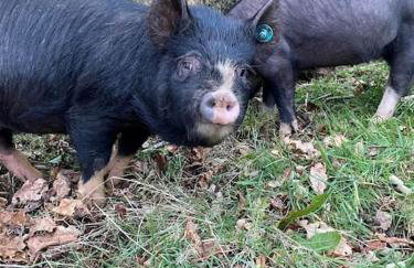 Coach House St Wenn - Foto 11