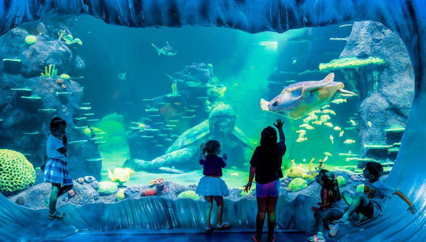 SEA LIFE ® Sydney Entrance Ticket - Foto 2