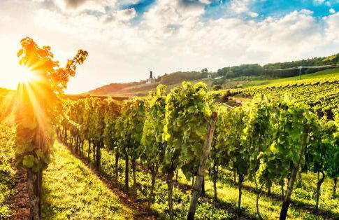 Fewo Zum Malerwinkel - Rüdesheim - Foto 19