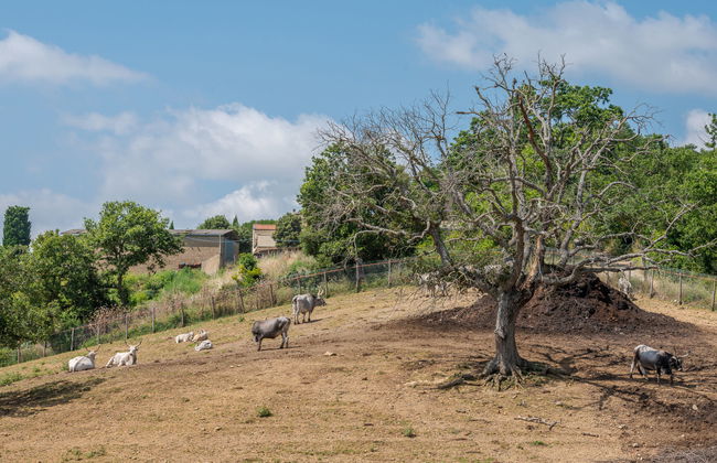 2 bedroom House in Cinigiano with private pool and garden - Photo 46