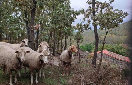 El Rincón de Gredos - Photo 7