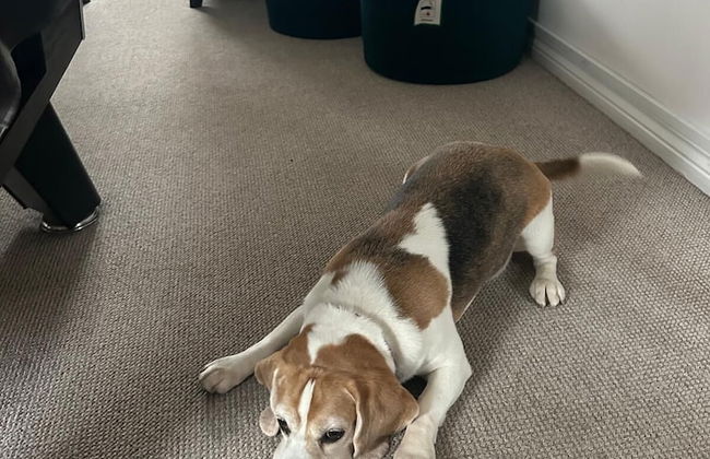 Dog Friendly - 4 Bed House - Sleeps 10 - Pool Table - Foto 23