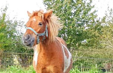 La Fermette des Ramolleux - Foto 15