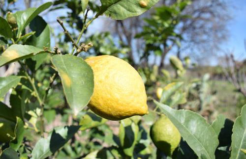 Etna tra le Querce - Foto 11