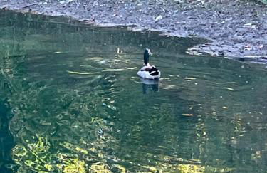 The Tiny tiki Hut - Foto 1