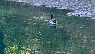 The Tiny tiki Hut - Foto 1