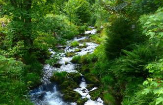 Ferienwohnungen in Schönmünzach - Photo 25