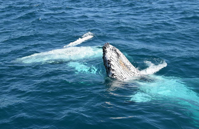 Whale Watching in Moreton Bay - Photo 2