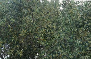 Villa Gaia - Foto 61