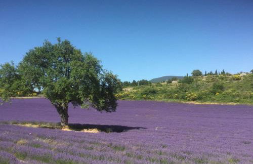 Le Jardin de Lau - Photo 44