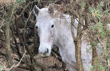 The Georgian Coach House:New Forest with hot tub - Foto 52
