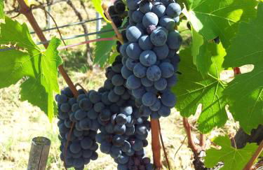 Le Fonti a San Giorgio - Foto 18