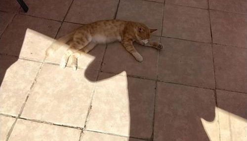 Ralloy Hoyse - Foto 3