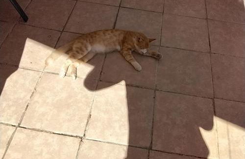 Ralloy Hoyse - Foto 3