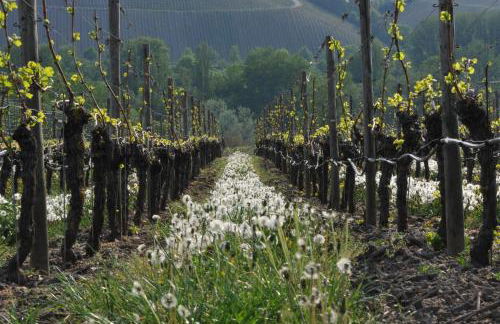 Ferienwohnungen TonArt - modern & stilvoll im Weinort Sommerach - Foto 28