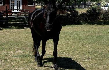 Cozy Rustic Cabin on a Working Horse Ranch for a Unique Getaway in Granite Bay, California - Foto 17