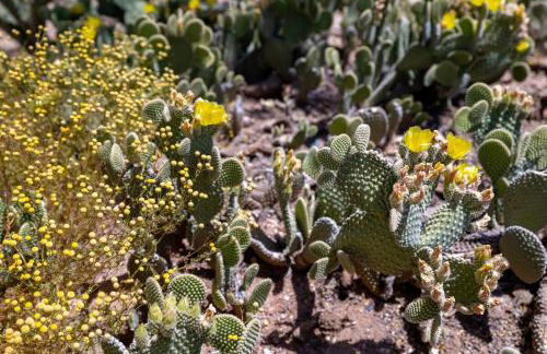 Bus Stop Saloon - Cave Creek with Spa - Photo 47