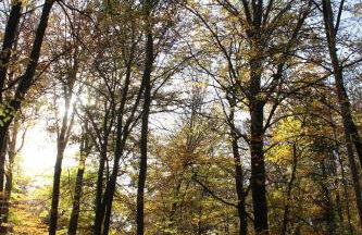 Un Balcon en Forêt - Foto 18