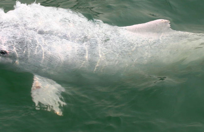 Pink Dolphin Watching in Hong Kong - Foto 1