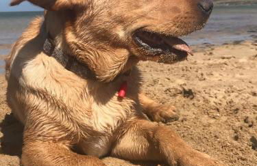 Wesdale Holiday Home - Foto 15