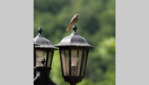 Gîte du Mont Plaisir - Foto 3