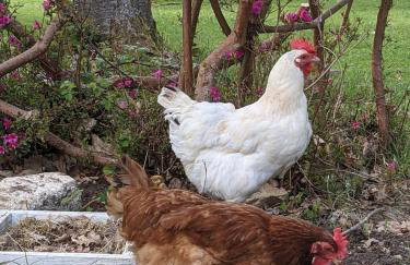 Woodland Lodge - Foto 5