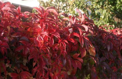 Apartment für 3, nicht für Monteure - Foto 11