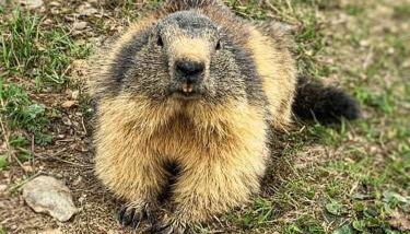 APPARTEMENT COSY AUX SAISIES n1 - Foto 5