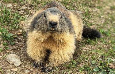 APPARTEMENT COSY AUX SAISIES n1 - Foto 5