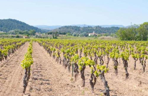 Villa in Pouzols with Private Pool & Vineyards - Foto 35